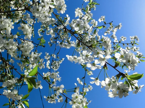 Cheira Primavera Flores Brancas Uma Macieira Florescente — Fotografia de Stock