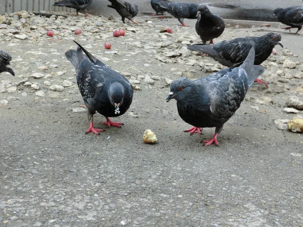 Pombos Rua Selvagens Rua Estão Comendo Pão — Fotografia de Stock