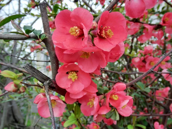 Lindas Flores Vermelhas Macieira Japonesa Cheira Primavera — Fotografia de Stock