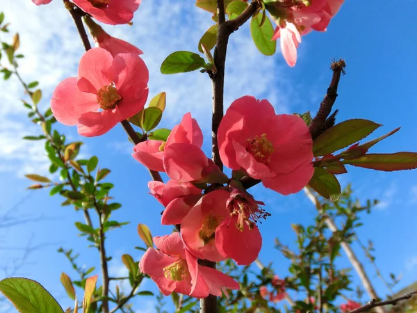 Lovely red flowers of the Japanese apple tree against the blue sky.
