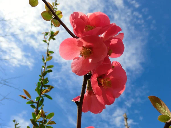 Lovely red flowers of the Japanese apple tree against the blue sky.