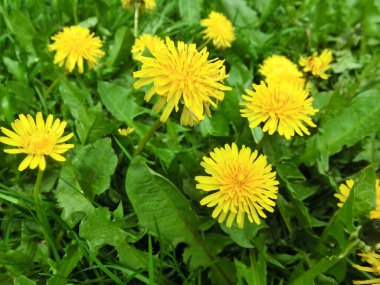 Yeşil yapraklı sarı karahindiba..