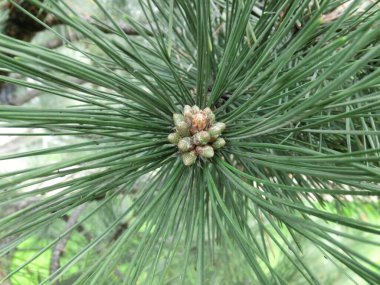 Çiçekli çam çamı yakın plan. Çiçekli çam dalı yakın plan. Uzun iğneler ve bir tümsek.