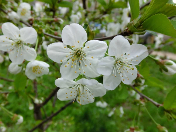 Spring Awakening White Flowers Blooming Apple Tree — Stock Photo, Image