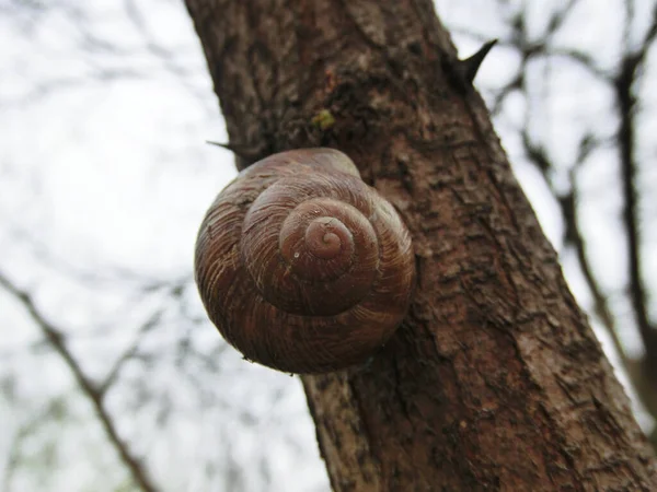 Schnecke Kriecht Auf Einen Baumschnecke Kriecht Auf Einen Baum Aus — Stockfoto