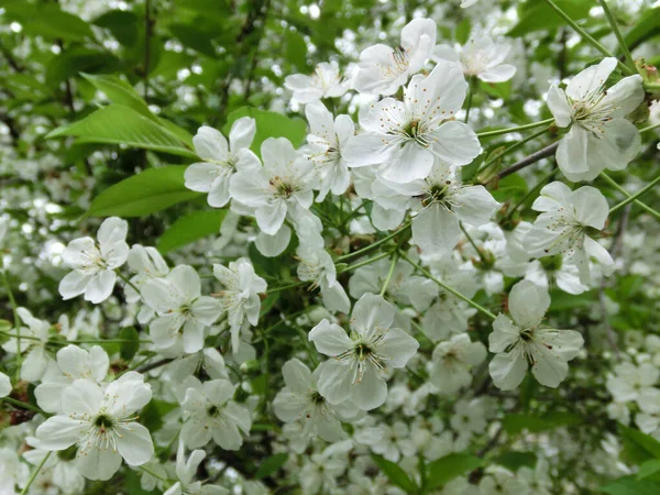 Despertar Primavera Flores Blancas Manzano Flor —  Fotos de Stock