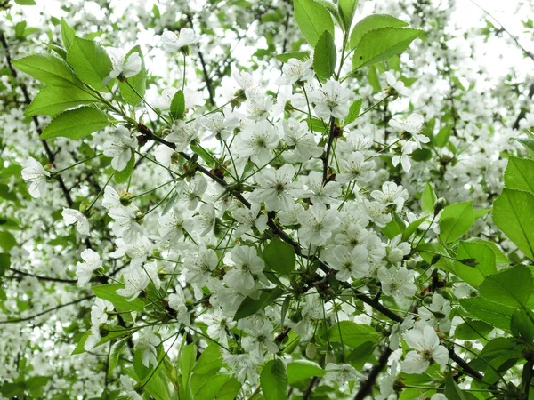 Ontwaken Lente Witte Bloemen Van Een Bloeiende Appelboom — Stockfoto