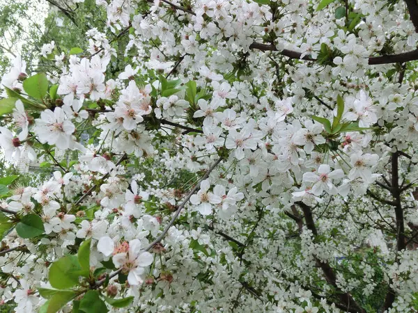 Despertar Primavera Flores Brancas Uma Macieira Florescente — Fotografia de Stock