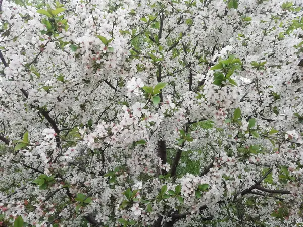 Despertar Primavera Flores Brancas Uma Macieira Florescente — Fotografia de Stock