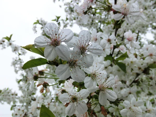 Risveglio Primaverile Fiori Bianchi Melo Fiorente Uno Sfondo Cielo Nuvoloso — Foto Stock