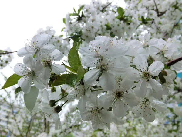 Despertar Primavera Flores Brancas Uma Macieira Florescente — Fotografia de Stock