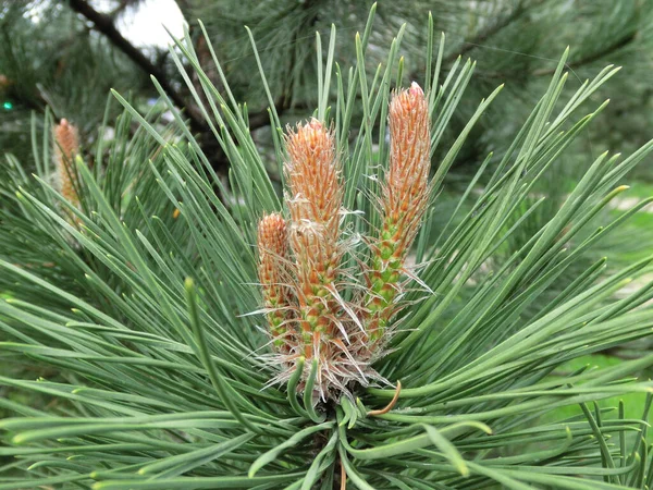 Blommande Pitsunda Tall Närbild Blommande Tall Gren Närbild Långa Nålar Stockfoto