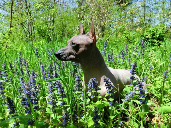 Mexikanischer Haarloser Hund Xolo Namens Zhorik — Stockfoto