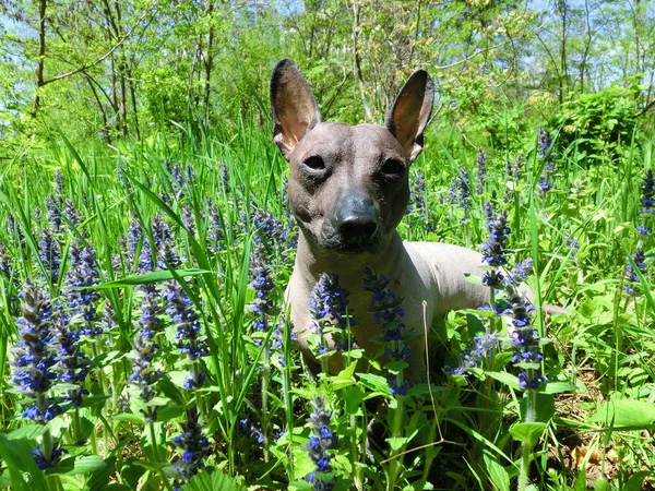 Mexikanischer Haarloser Hund Xolo Namens Zhorik — Stockfoto