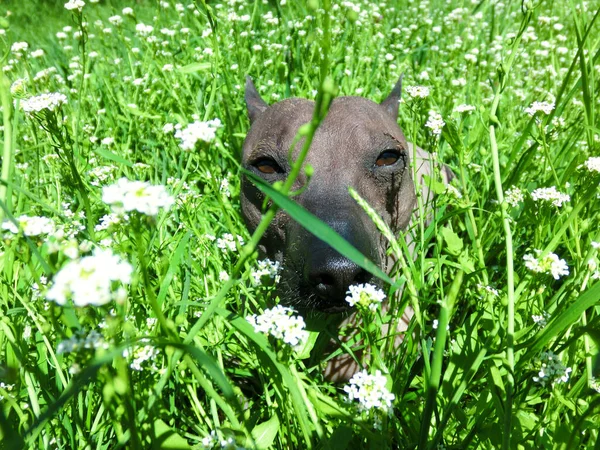 Mexicaanse Haarloze Hond Xolo Genaamd Zhorik — Stockfoto