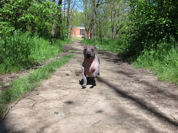 Mexicaanse Haarloze Hond Xolo Genaamd Zhorik — Stockfoto