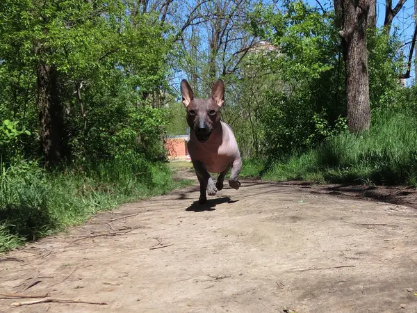 Mexicaanse Haarloze Hond Xolo Genaamd Zhorik — Stockfoto