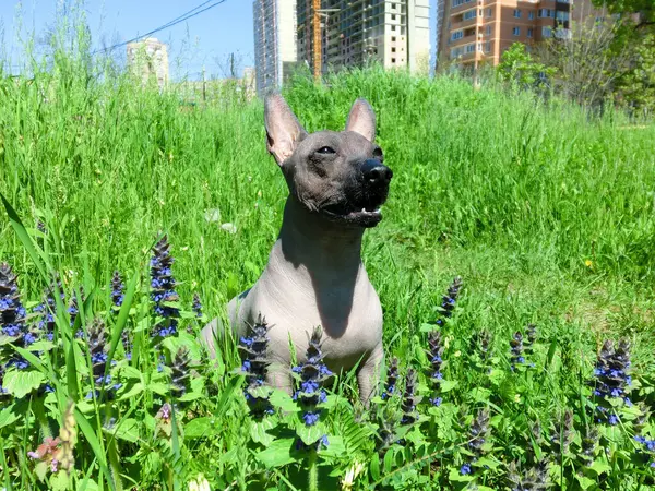 Mexicaanse Haarloze Hond Xolo Genaamd Zhorik — Stockfoto