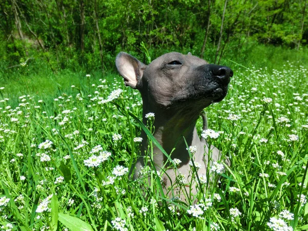 Mexicaanse Haarloze Hond Xolo Genaamd Zhorik — Stockfoto