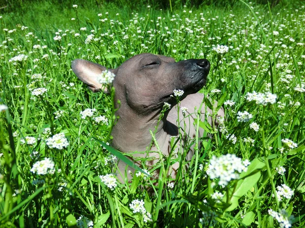 Mexicaanse Haarloze Hond Xolo Genaamd Zhorik — Stockfoto