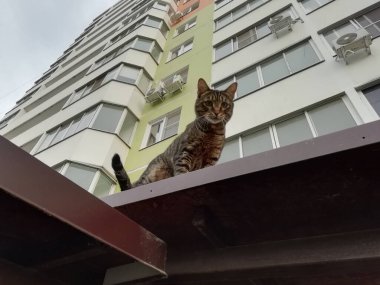 Giriş penceresinin çatısında sokak kedisi var.