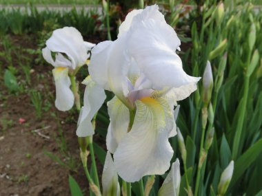 Yeşil yapraklı arka planda beyaz iris. Yakın plan.