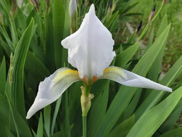 Iris Blanco Sobre Fondo Follaje Verde Cerca — Foto de Stock