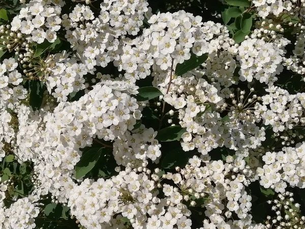 Zomer Achtergrond Zachtjes Witte Bloemen — Stockfoto