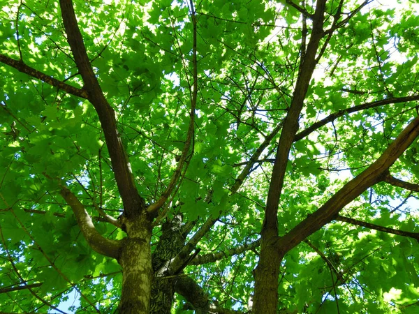 カエデの緑の葉の背景の下景色 — ストック写真