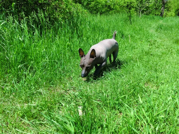 Mexicaanse Haarloze Hond Xolo Genaamd Zhorik — Stockfoto