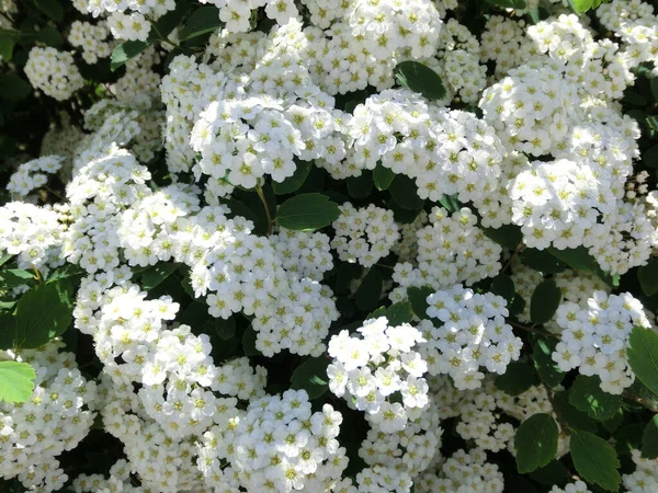 Sommar Bakgrund Försiktigt Vita Blommor — Stockfoto