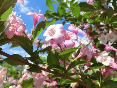 Weigela Florida mavi gökyüzüne karşı güzel pembe çiçeklerle çiçek açar.