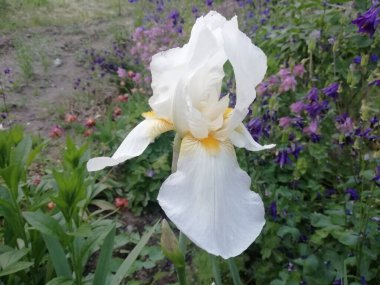 Yeşil yapraklı beyaz iris.