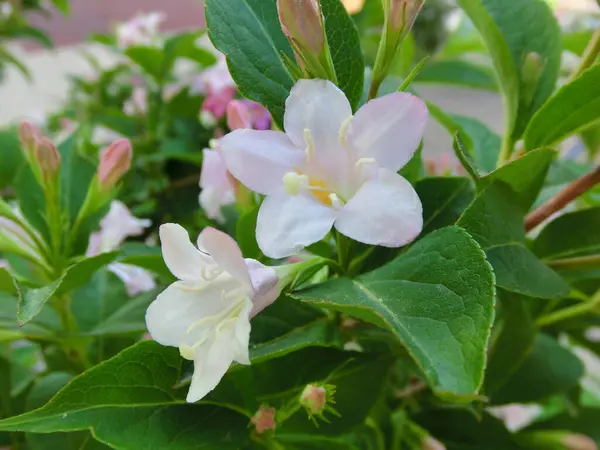 Вегела Флорида Цвіте Прекрасними Рожевими Квітами — стокове фото