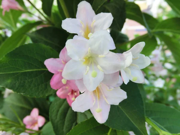 Weigela Florida Kvete Krásnými Růžovými Květy — Stock fotografie