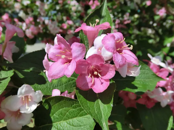 Вайгела Флорида Цветет Красивыми Розовыми Цветами — стоковое фото