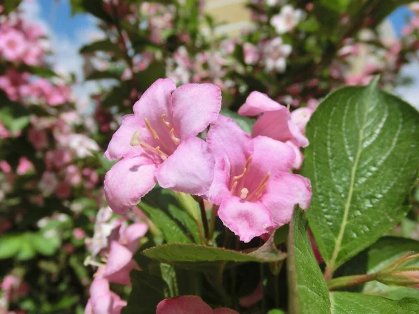 Weigela Floryda Kwitnie Pięknymi Różowymi Kwiatami — Zdjęcie stockowe