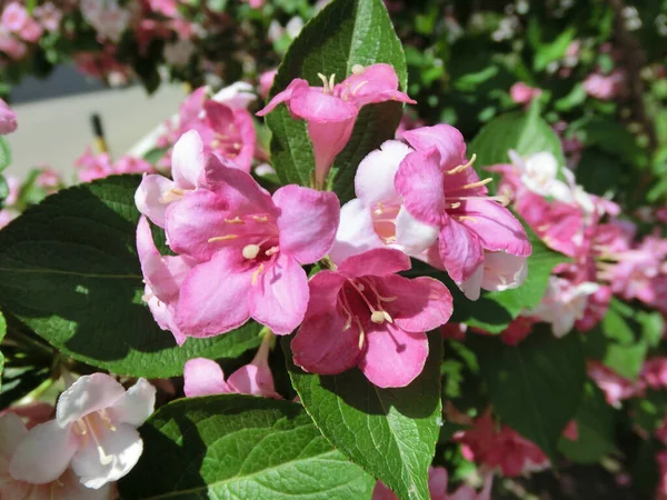 Weigela Florida Ανθίζει Όμορφα Ροζ Λουλούδια — Φωτογραφία Αρχείου