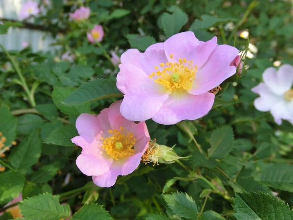Οικογένεια Ροζ Λεπτά Άνθη Άγριου Τριαντάφυλλου Φόντο Πράσινου Φυλλώματος — Φωτογραφία Αρχείου
