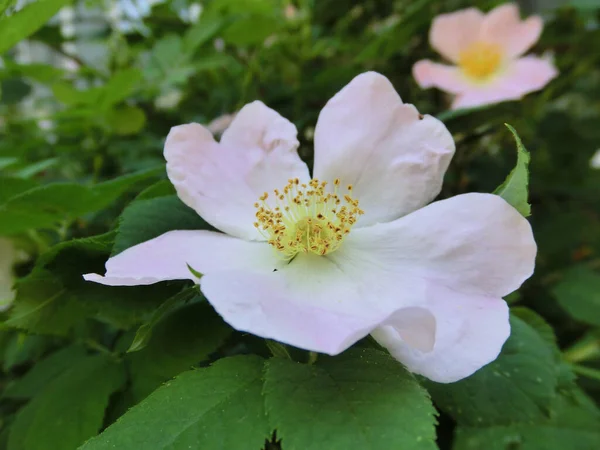 Familia Rosa Flores Delicadas Rosa Silvestre Sobre Fondo Follaje Verde —  Fotos de Stock