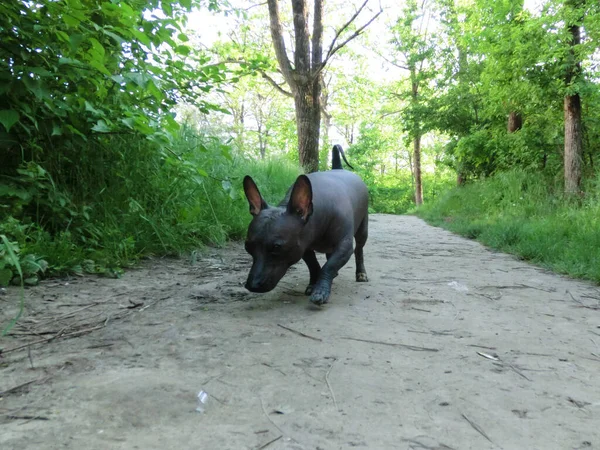 Een Mexicaanse Hond Genaamd Zhorik Bewandelt Het Pad — Stockfoto