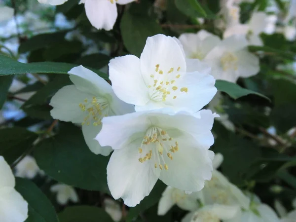 Білі Ніжні Квіти Жасмину Фоні Зеленого Листя — стокове фото