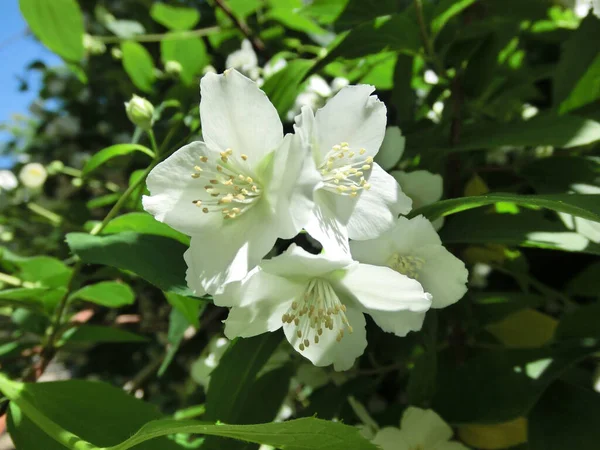 Λευκά Λεπτά Άνθη Γιασεμιού Φόντο Πράσινου Φυλλώματος — Φωτογραφία Αρχείου