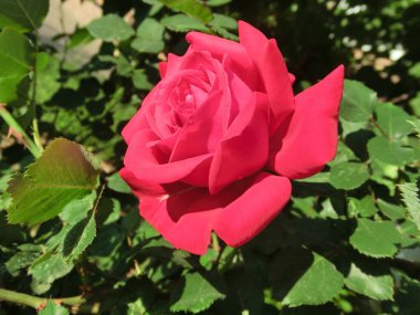 Yeşil yapraklı kırmızı gül.