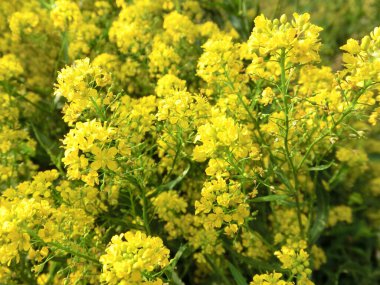 Yaz arkaplanı parlak sarı çiçekler rorippa amphibia