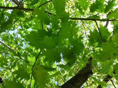 Arkaplan yeşil meşe yaprağı alt görünümü