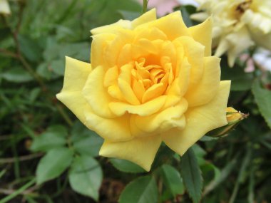 Yeşil arkaplanda sarı gül