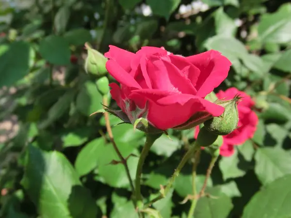 Yeşil Yapraklı Kırmızı Gül — Stok fotoğraf