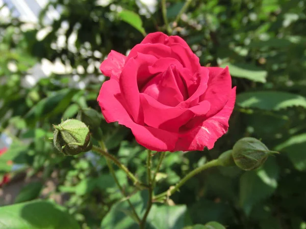 Czerwona Róża Tle Zielonych Liści — Zdjęcie stockowe