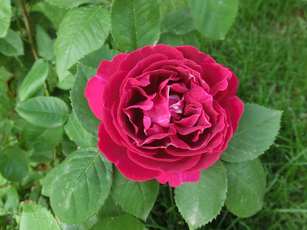 Rote Rose Auf Grünem Hintergrund Von Oben — Stockfoto